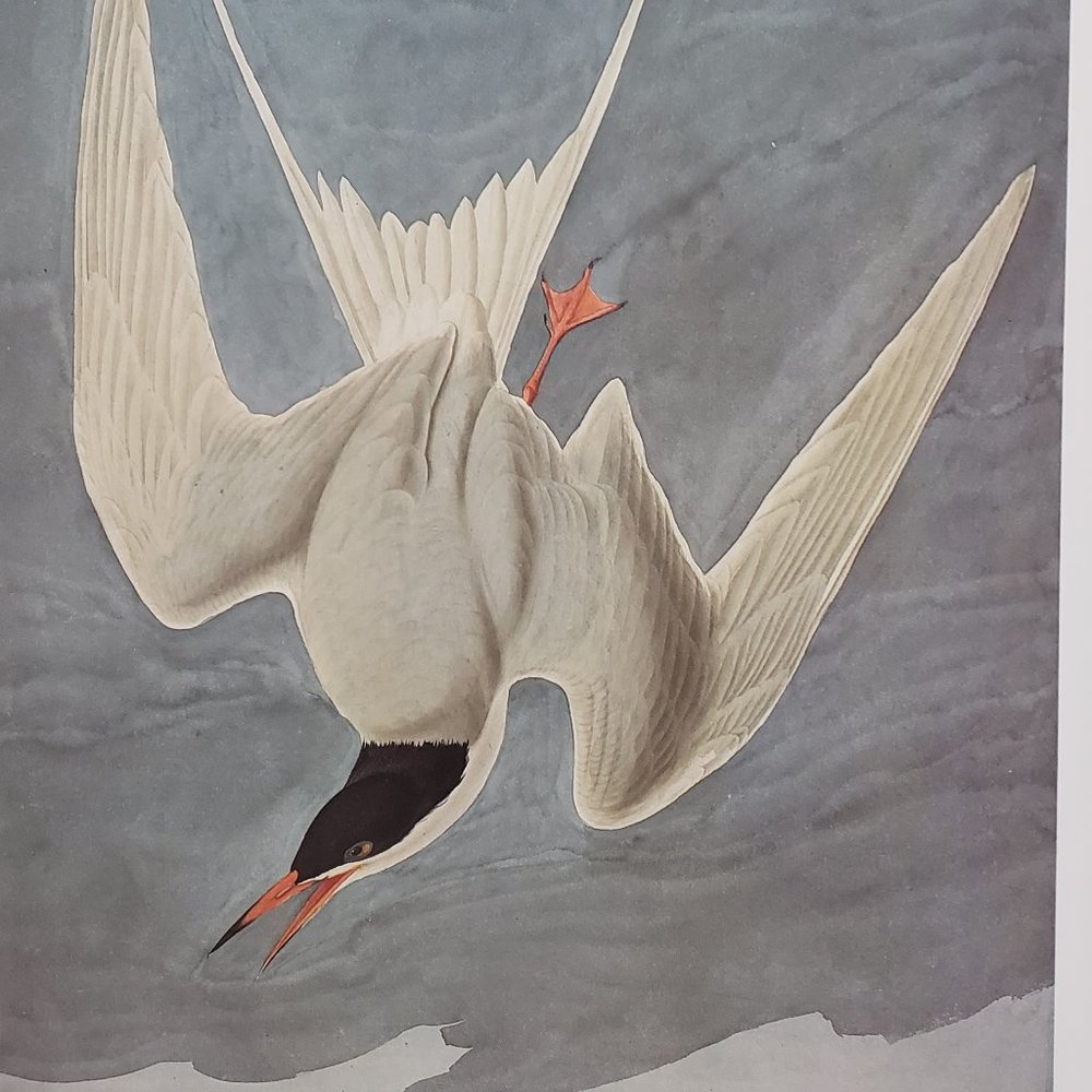 Common Tern by J. J. Audubon